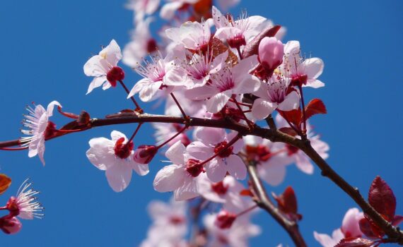 tree, flowers, cherry blossom-5378.jpg